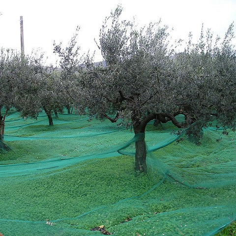 RETE OLIVE da 33 gr/m2 in rotolo