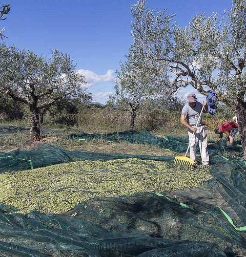 Teli olive Made in Italy